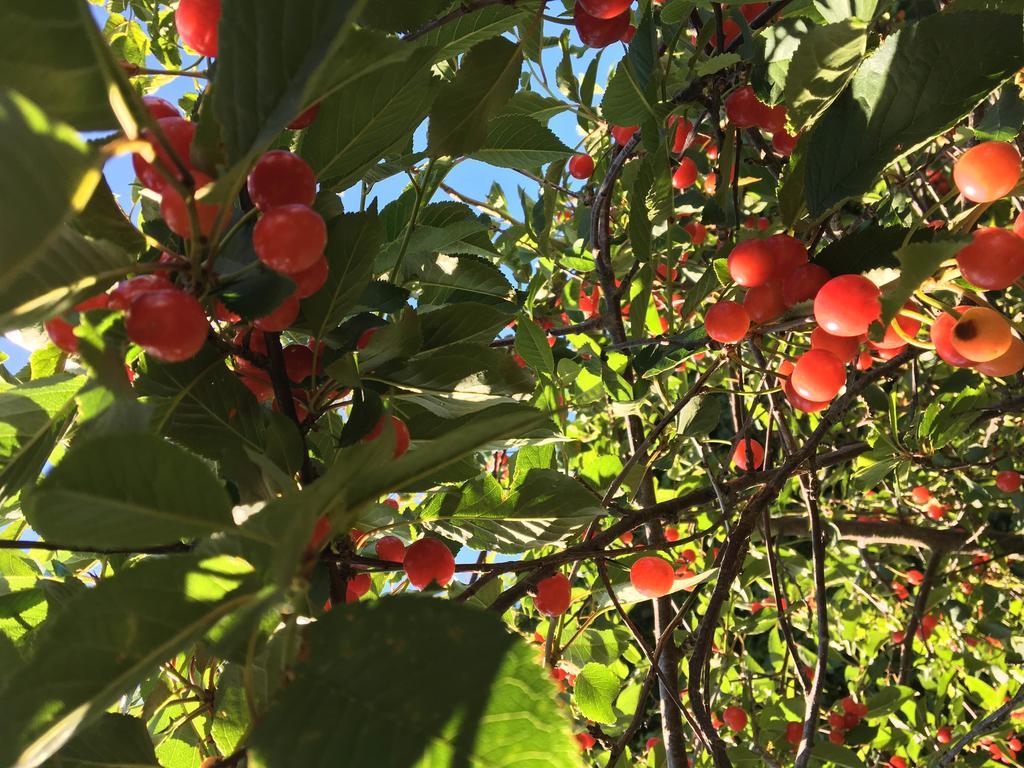 Agriturismo Sant'Agata Piana Degli Albanesi Eksteriør billede